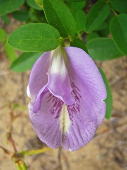 Butterfly pea blossom