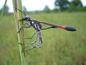 Ammophila sp., possibly A. procera