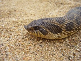 Dusty hog-nosed snake - head closeup