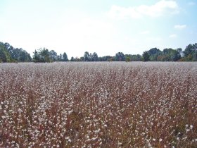 Sand prairie in early October.  Note abundance of splitbeard bluestem seed heads.