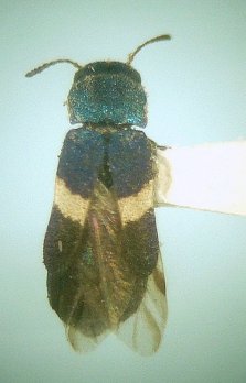 Hesperorhipis albofasciatus ♀