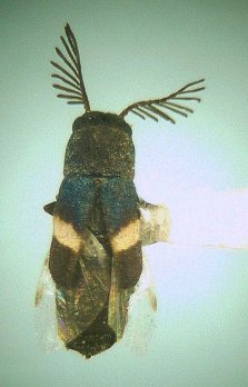 Hesperorhipis albofasciatus ♂