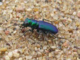 An individual from Sand Prairie Conservation Area.  Note the uniform blue-gray coloration and complete lack of maculations, making this individual indistinguishable from true unicolor.