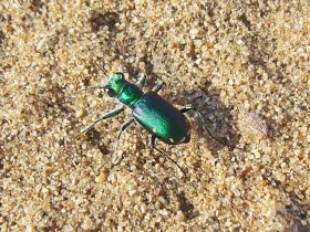 Another individual from Sand Prairie Conservation Area.  It is similar to the unicolor-type individual in Photo 1 but also exhibits small maculations derived from its lecontei influence.