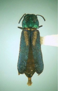 Xenorhipis brendeli ♀