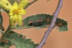 Discoderoides immunitus - South Africa, South Africa, Limpopo Province, vic. Waterberg Mountains, Geelhoutbos Farm, 1.xii.1999, on Grewia flava