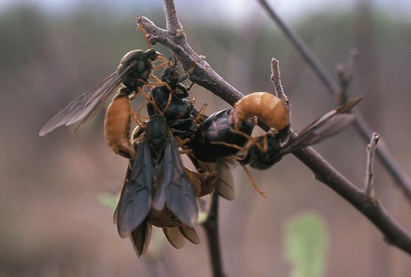 424046-r1-e010_010_mating_ants_21