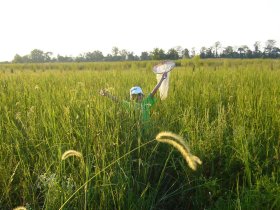 MacRae, M. I.  2008.  My favorite bettle.  Privately published, 1 p., 1 color pl.