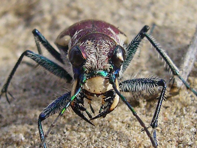 Cicindela formosa formosa
