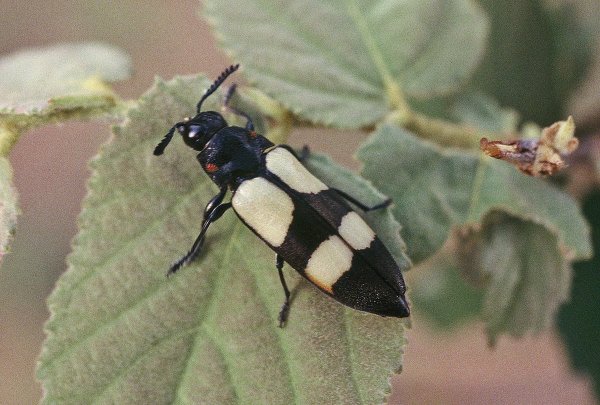 Aegelia petelii Aegelia petelii