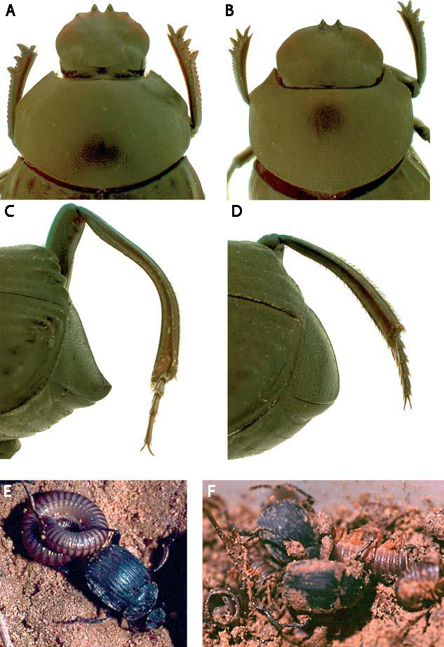 Deltochilum valgum Deltochilum valgum