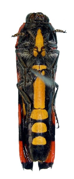 Hiperantha interrogationis cruentata (ventral)