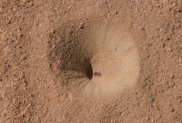 myrmeleontidae-larval-pit