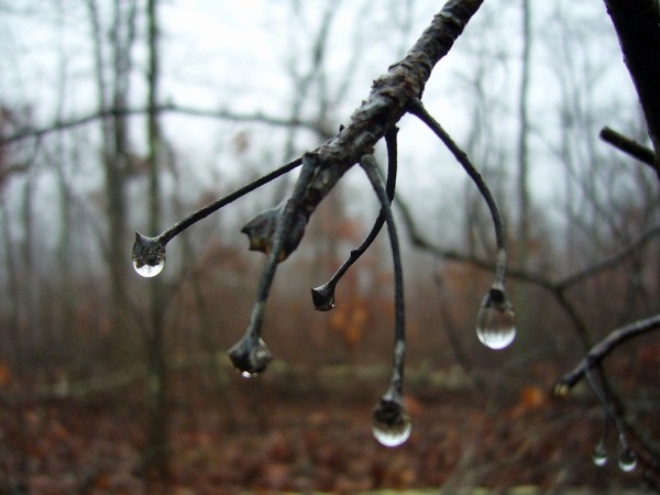 Water drops, Ozark Trail, Trace Creek Section Water drops, Ozark Trail, Trace Creek Section