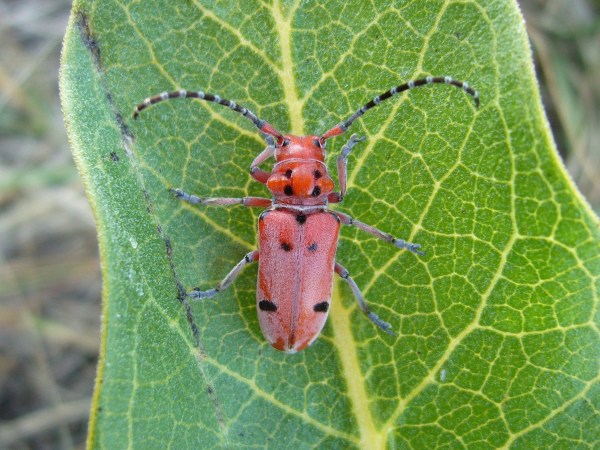 Tetraopes femoratus Tetraopes femoratus