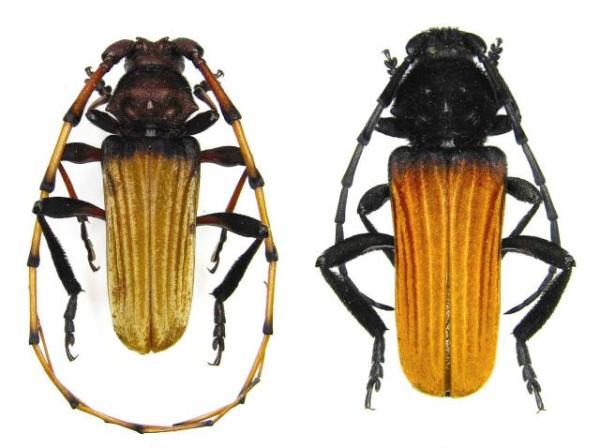 tragidion_densiventre