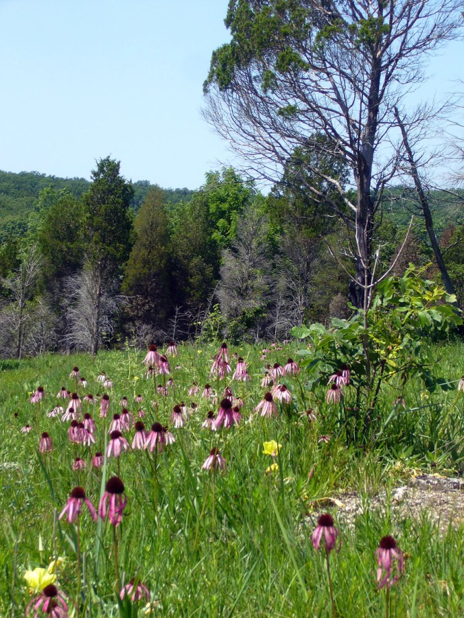 Victoria Glades Victoria Glades