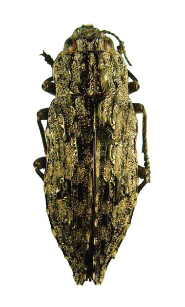 Dicerca asperata