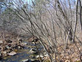 Alnus serrulata - habit
