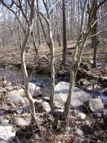 Carpinus caroliniana - habit