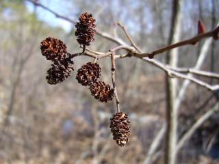 Alnus serrulata - old cones