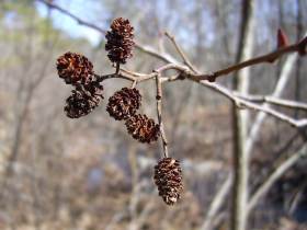 Alnus serrulata - old cones