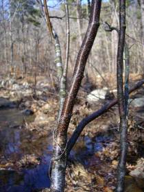 Betula nigra - sapling