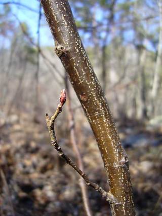 Alnus serrulata - sapling
