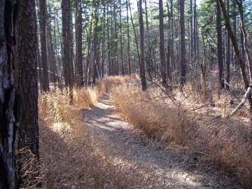 trail through pine savanna
