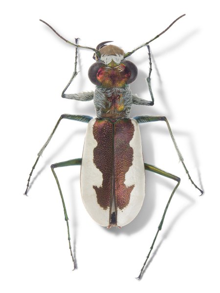 Sumlinia hirsutifrons