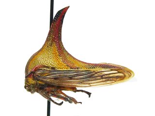 umbonia_crassicornis_female