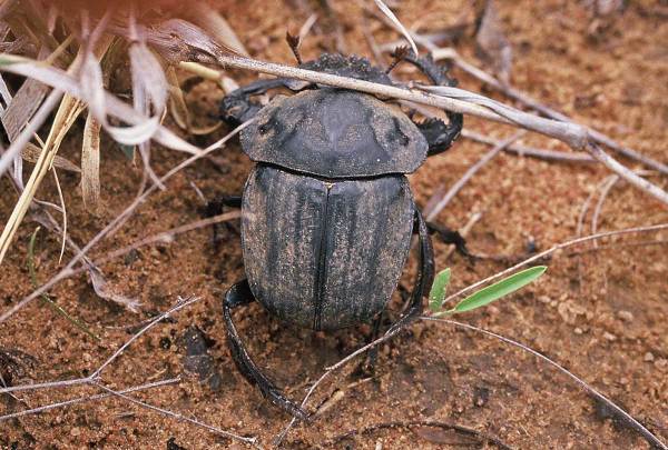 pachylomera-femoralis Photo 7: Pachylomera femorata Kirby.