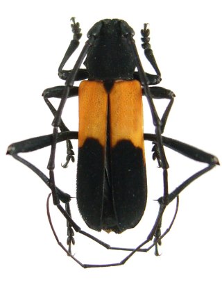 purpuricenus_axillaris