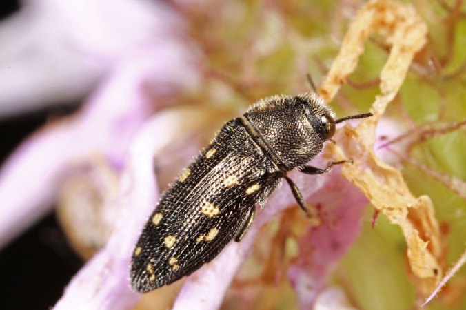 Acmaeodera_tubulus_IMG_0110_enh2