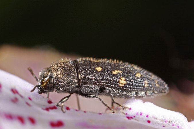 Acmaeodera_tubulus_IMG_0123_enh2