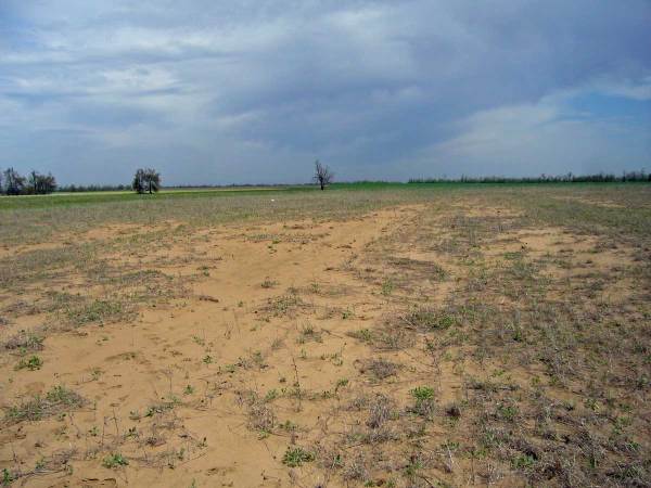 cicindela_scutellaris_habitat_p1020899_2