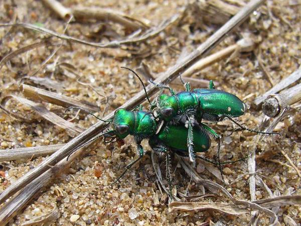 cicindela_scutellaris_p1020906_2