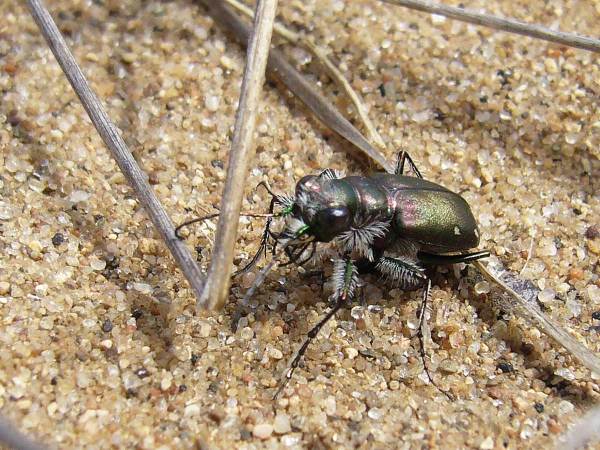 cicindela_scutellaris_p1020910_2