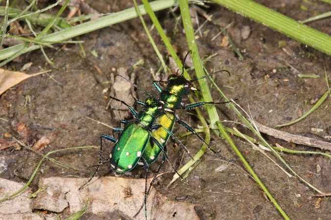 Cicindela sexguttata