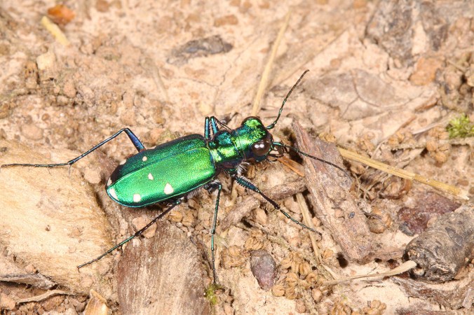 Cicindela sexguttata