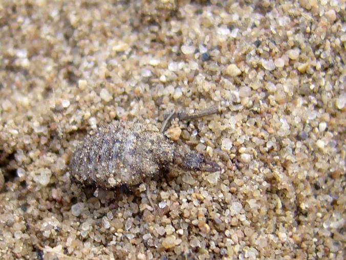 Myrmeleon_sp_P1020914_2