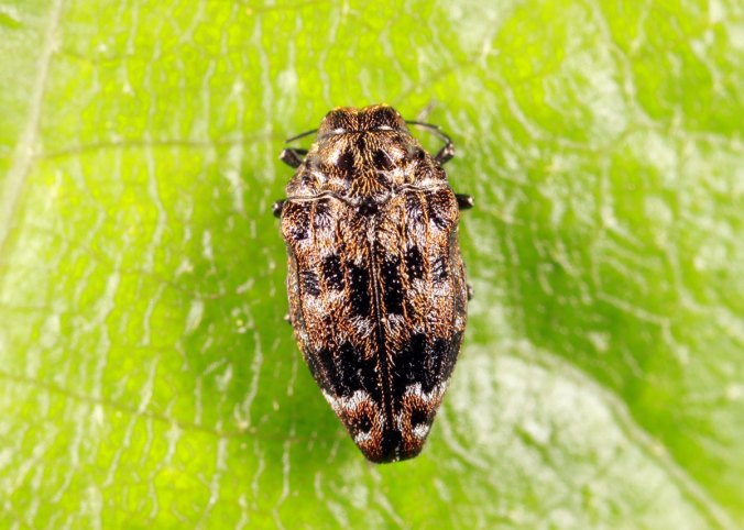 Brachys_ovatus_IMG_0193_enh2