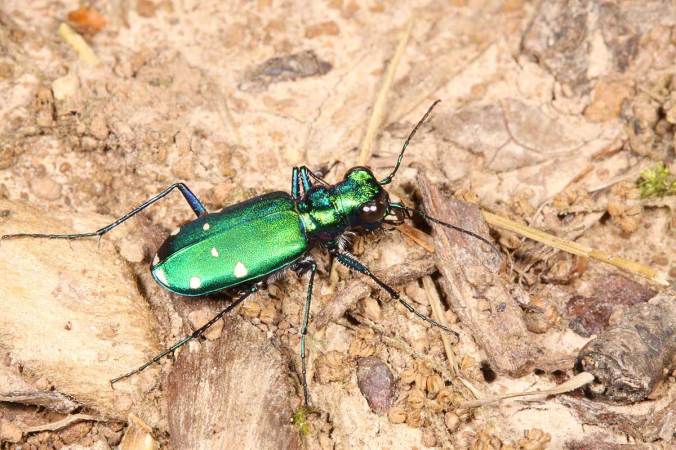 Flash 1/4 power without diffuser caps, f/20