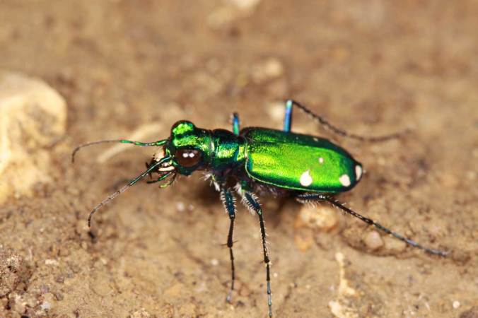 1/8 power flash w/ diffuser caps