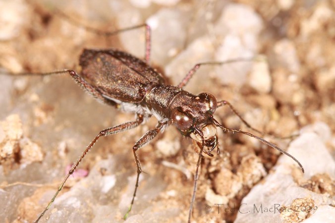Photo details: Canon 100mm macro lens with 68mm extension tube on a Canon EOS 50D, ISO 100, 1/250 sec, f/11, MT-24EX flash 1/4 power through diffuser caps
