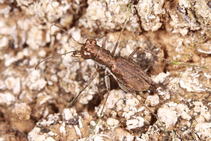 Photo details: Canon 100mm macro lens with 68mm extension tube on a Canon EOS 50D, ISO 100, 1/250 sec, f/13, MT-24EX flash 1/4 power through diffuser caps