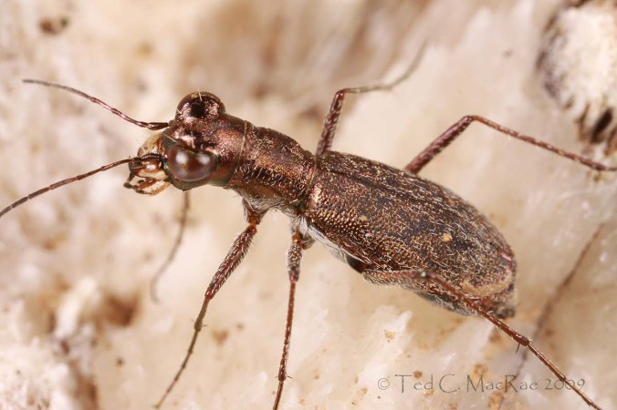 Photo details: Canon 65mm 1-5X macro lens on a Canon EOS 50D, ISO 100, 1/250 sec, f/13, MT-24EX flash 1/4 power through diffuser caps