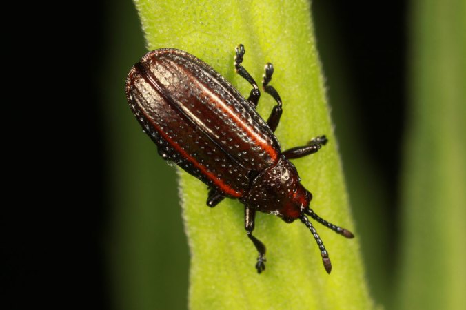 Microrhopala_vittata_IMG_0183_enh2