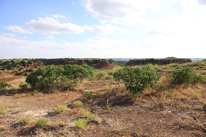 Cylindera celeripes macrohabitat at Gloss Mountains State Park.  Adults were quite common on the mesa top.