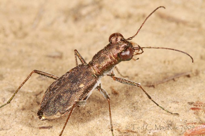 IMG_0786_1200x800 Cylindera celeripes - High Creek Hill Prairie, Brickyard Hill Conservation Area, Atchison Co., Missouri (new state record)